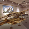 ماکت اسکلت دایناسور واقعی / ماکت دنیای ژوراسیک برای فضای داخلی